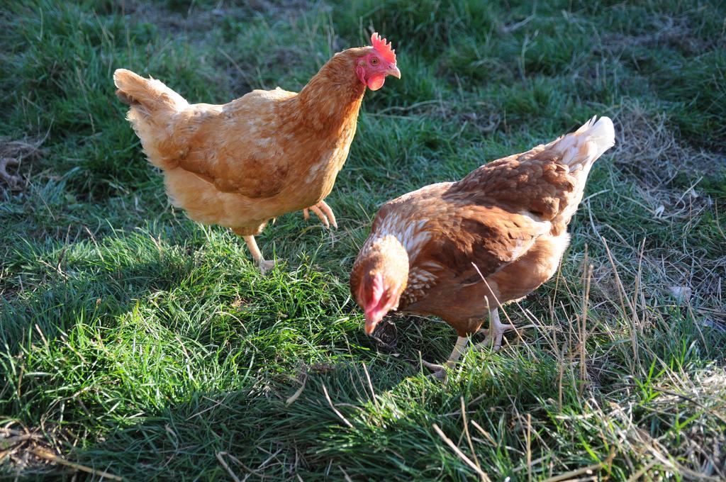 Manor Farm Stay Sutton-on-Sea Ngoại thất bức ảnh